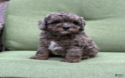 Miniature Poodle dogs for sale: Raya - Image 1