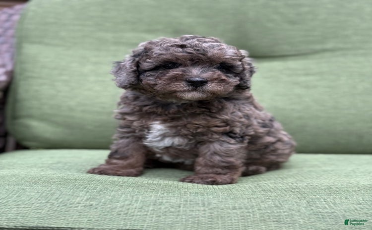 Miniature Poodle dogs for sale - Ad 3