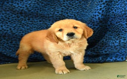 Golden Retriever dogs for sale: Lex - Listing for pets: Lilly, Linda, Lizzy, Lex, Ludwig - Image 2