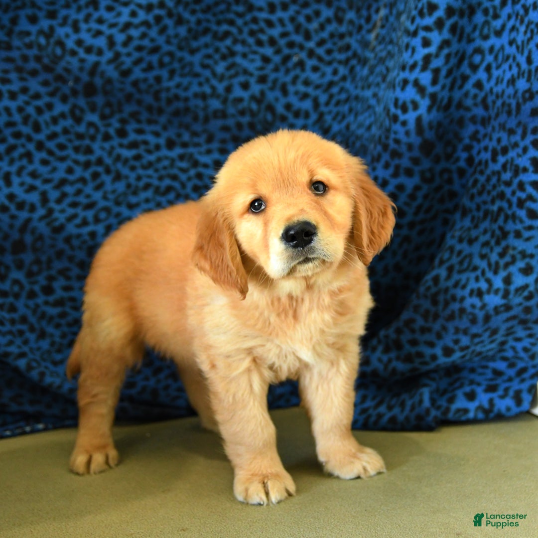 Golden Retriever dogs for sale: Lex - Listing for pets: Lilly, Linda, Lizzy, Lex, Ludwig - Image 2