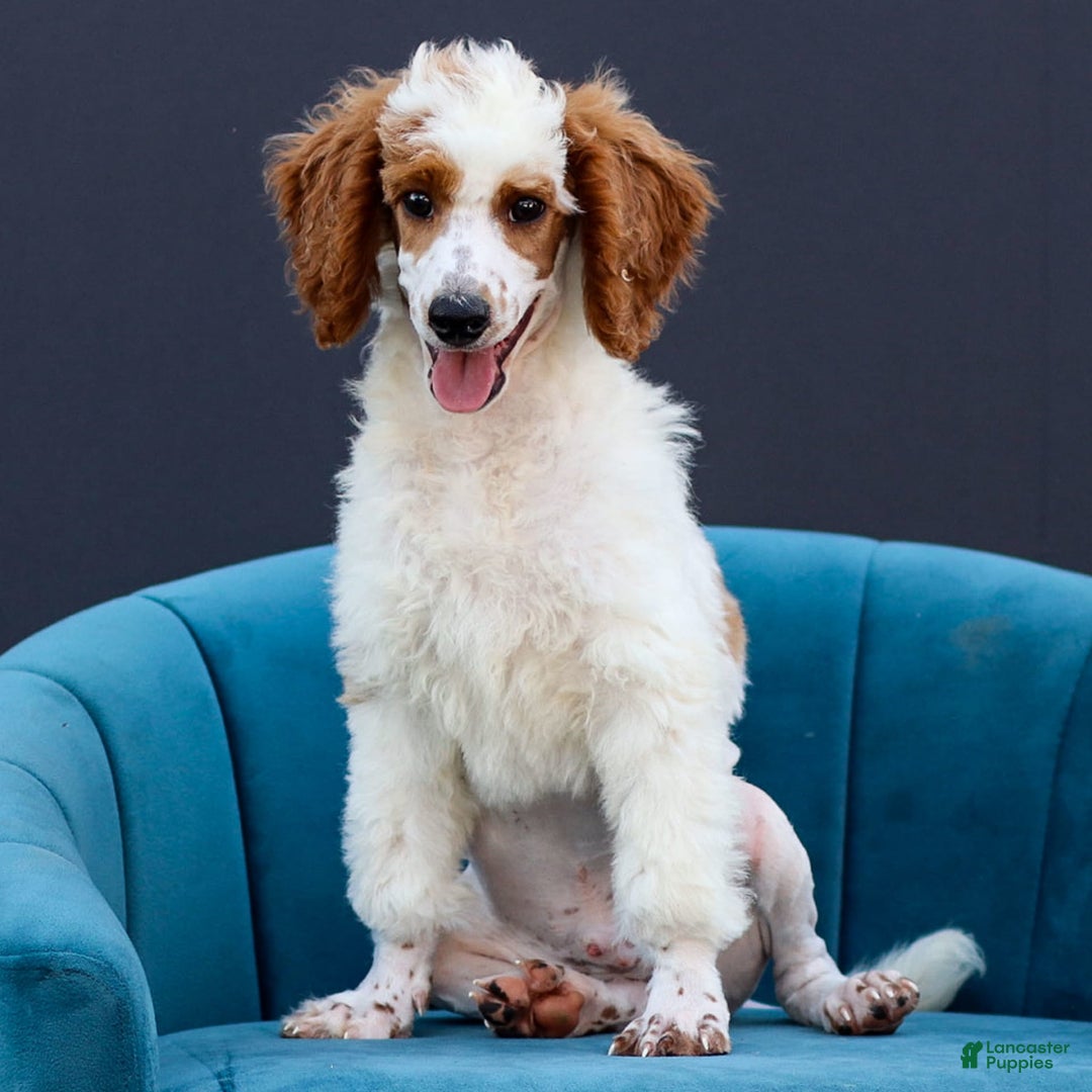 Standard Poodle dogs for sale: Rail - Image 5