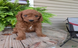 Mini Goldendoodle dogs for sale: Mini -coner - Image 20