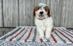 Mini Goldendoodle dogs for sale: Debbie - Image 10