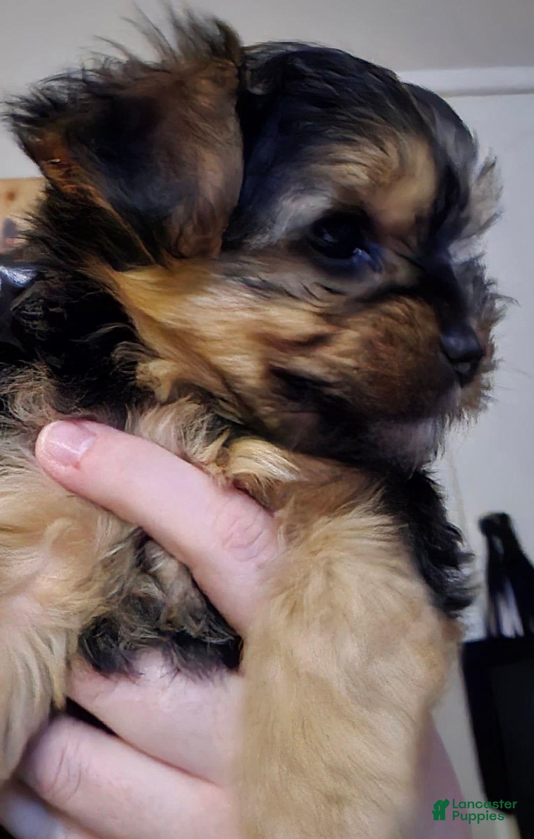 Yorkshire Terrier dogs for sale: Biggie Smalls - Image 4