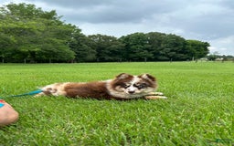 Pomsky dogs for sale: Marley - Image 5