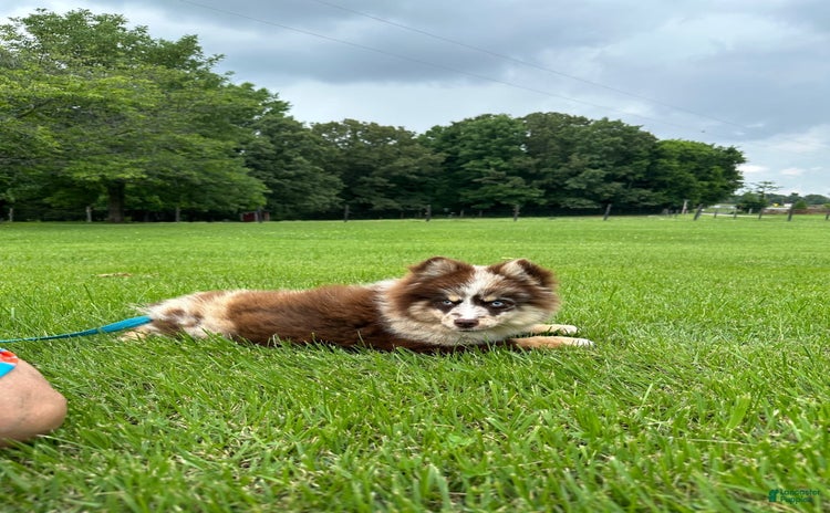 Pomsky dogs for sale - Ad 3
