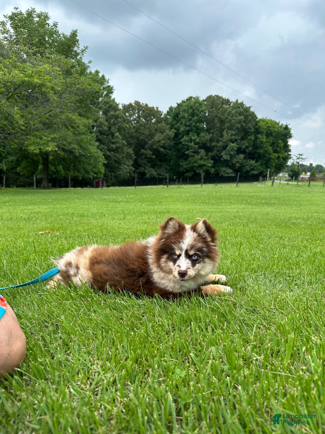 Pomsky dogs for sale: Marley - Image 5