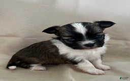 Chihuahua dogs for sale: Toby - Image 2