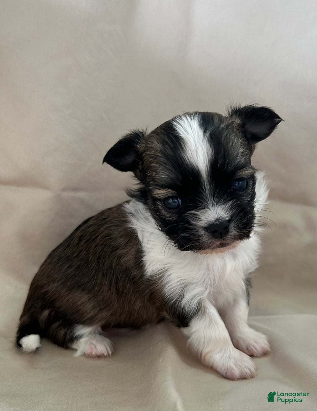 Chihuahua dogs for sale: Toby - Image 2