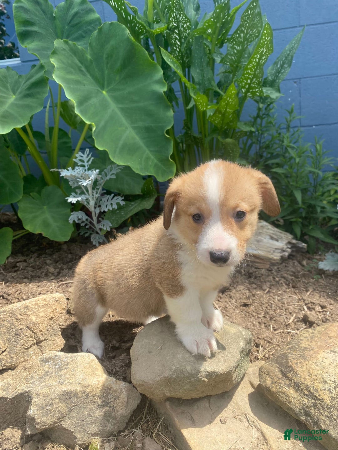 Welsh Corgi Pembroke dogs for sale: Pippy - Image 1