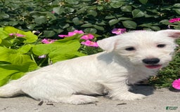 West Highland Terrier dogs for sale: Wendy - Image 5