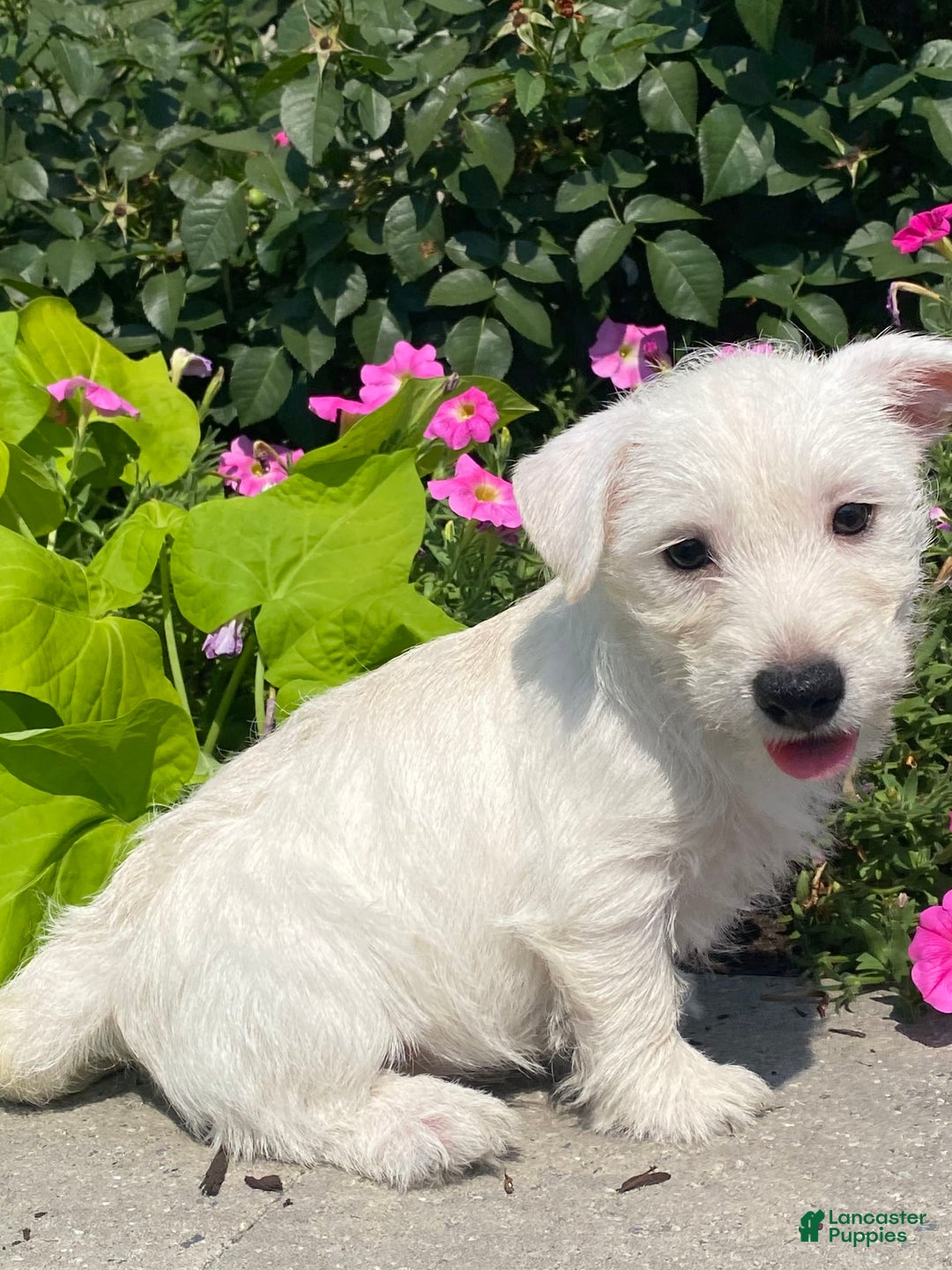 West Highland Terrier dogs for sale: Wendy - Image 5