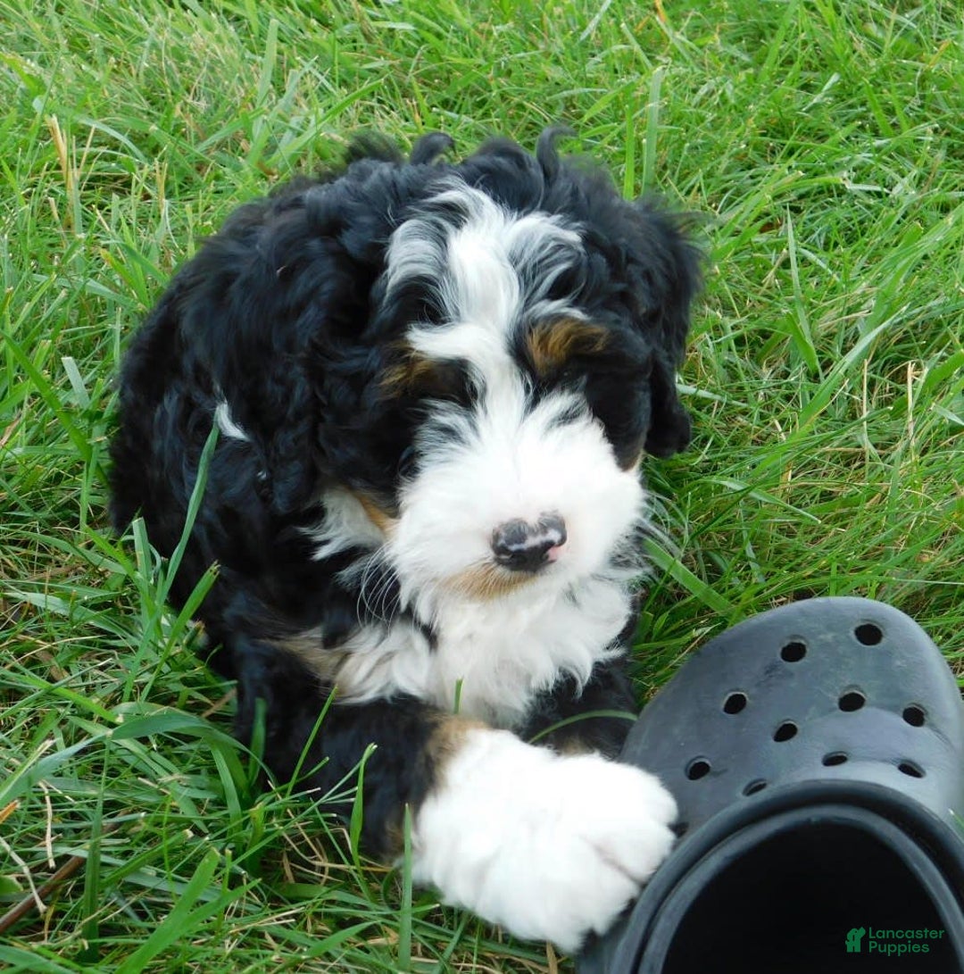 Mini Bernedoodle dogs for sale: Tommy - Image 2