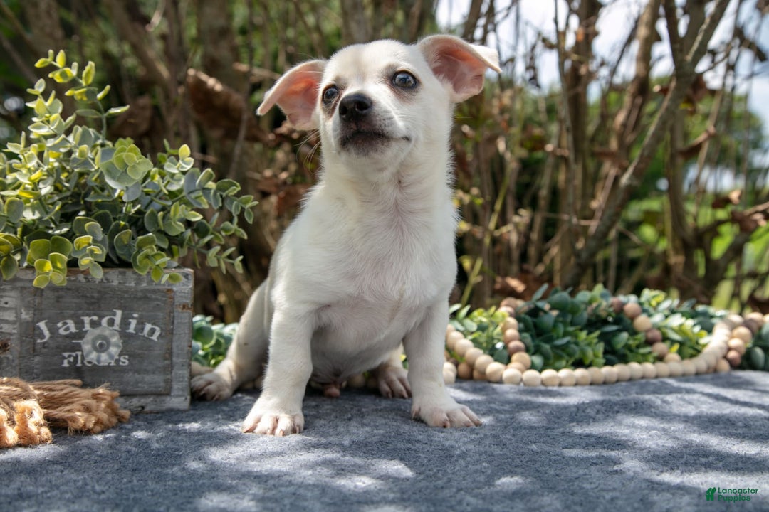 Chihuahua dogs for sale: Banjo - Image 3
