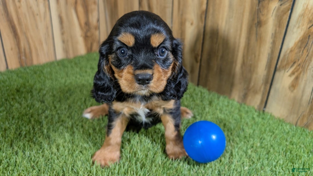 Cavalier King Charles Spaniel dogs for sale: Brin Boy 1 - Image 6