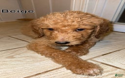 Goldendoodle dogs for sale: Beige - Image 1