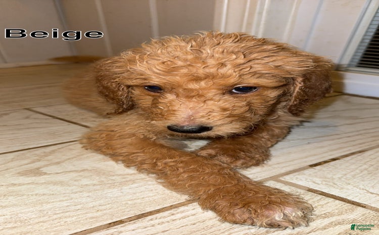 Goldendoodle dogs for sale - Ad 3