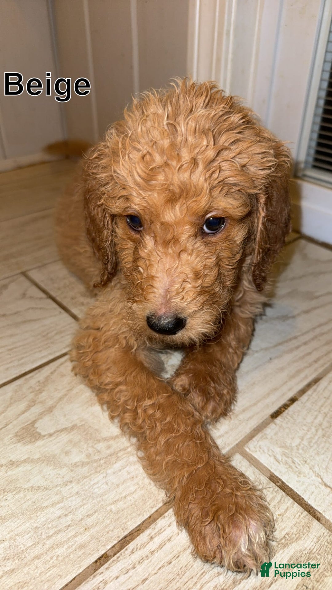 Goldendoodle dogs for sale: Beige - Image 1