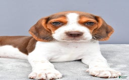 Beagle dogs for sale: Tyson - Image 5