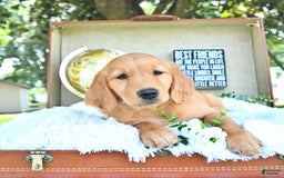 Golden Retriever dogs for sale: Abby - Image 5
