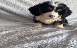 Mini Bernedoodle dogs for sale: Max - Image 6