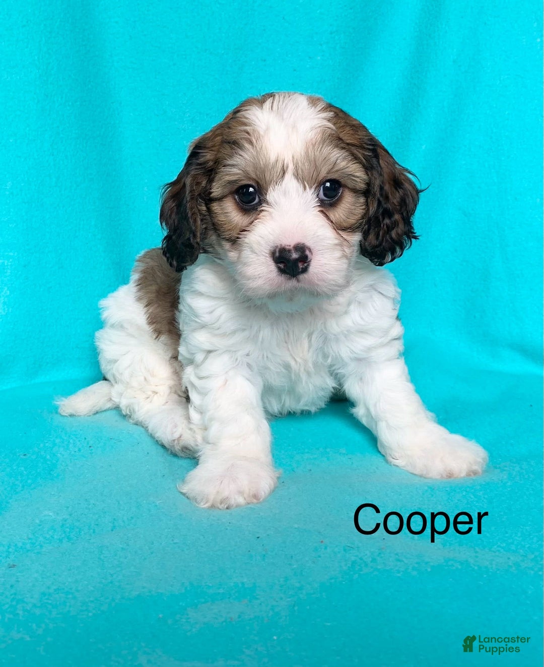 Cavachon dogs for sale: Cooper - Image 2
