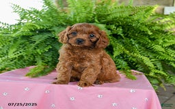 Cavapoo dogs for sale: Violet - Image 3