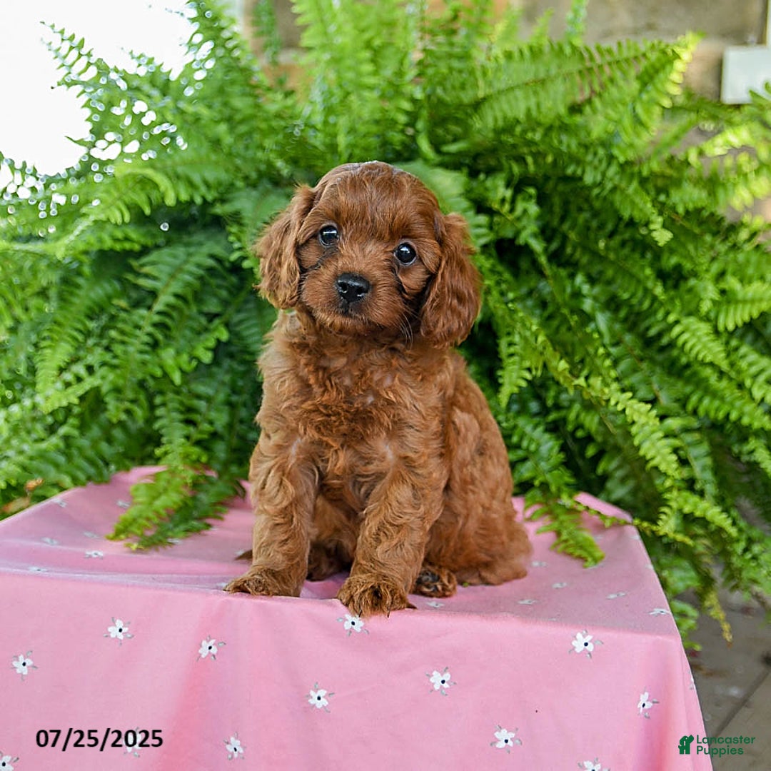 Cavapoo dogs for sale: Violet - Image 3