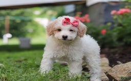 Mini Aussiedoodle dogs for sale: Kandy - Image 2
