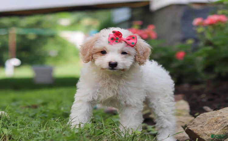 Mini Aussiedoodle dogs for sale - Ad 3