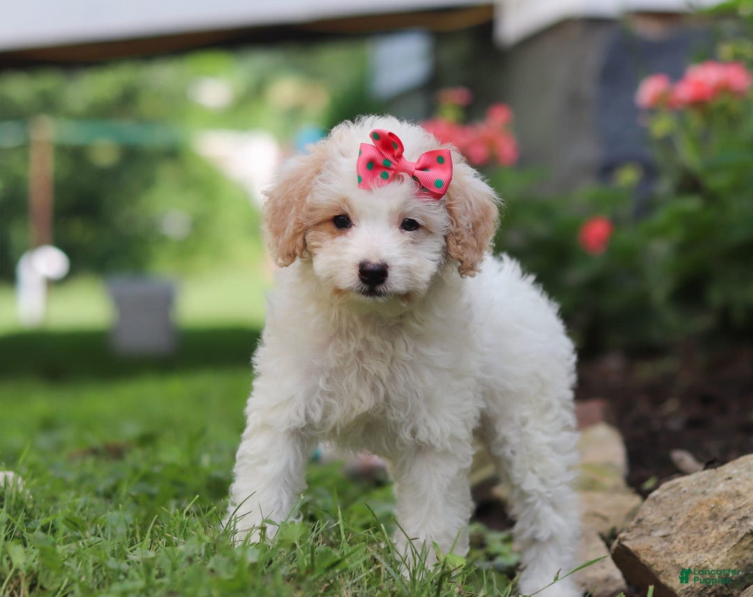 Mini Aussiedoodle dogs for sale: Kandy - Image 2