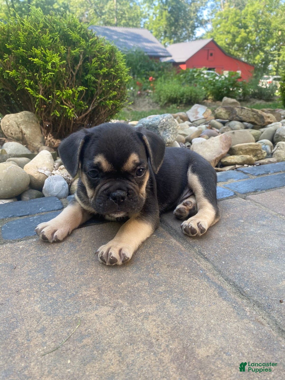 French Bulldog dogs for sale: Roscoe - Image 8