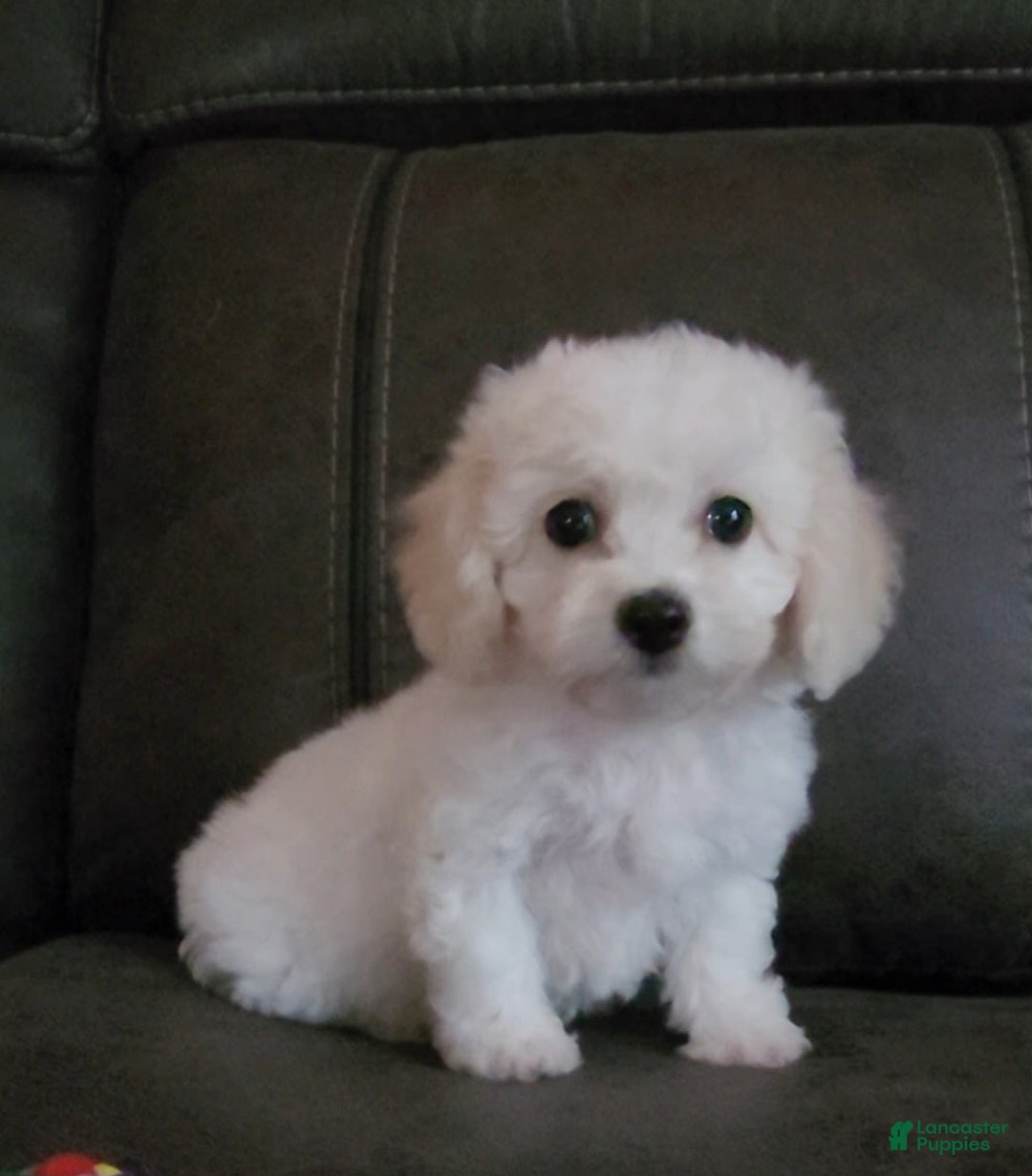 Cavachon dogs for sale: Kevin - Image 9