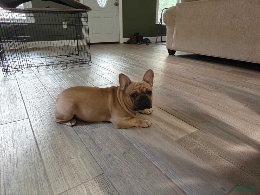 French Bulldog dogs for sale: Chorizo - Image 1