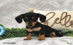 Miniature Dachshund dogs for sale: Dori - Image 1