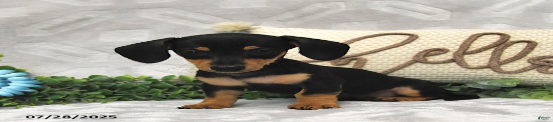 Dori