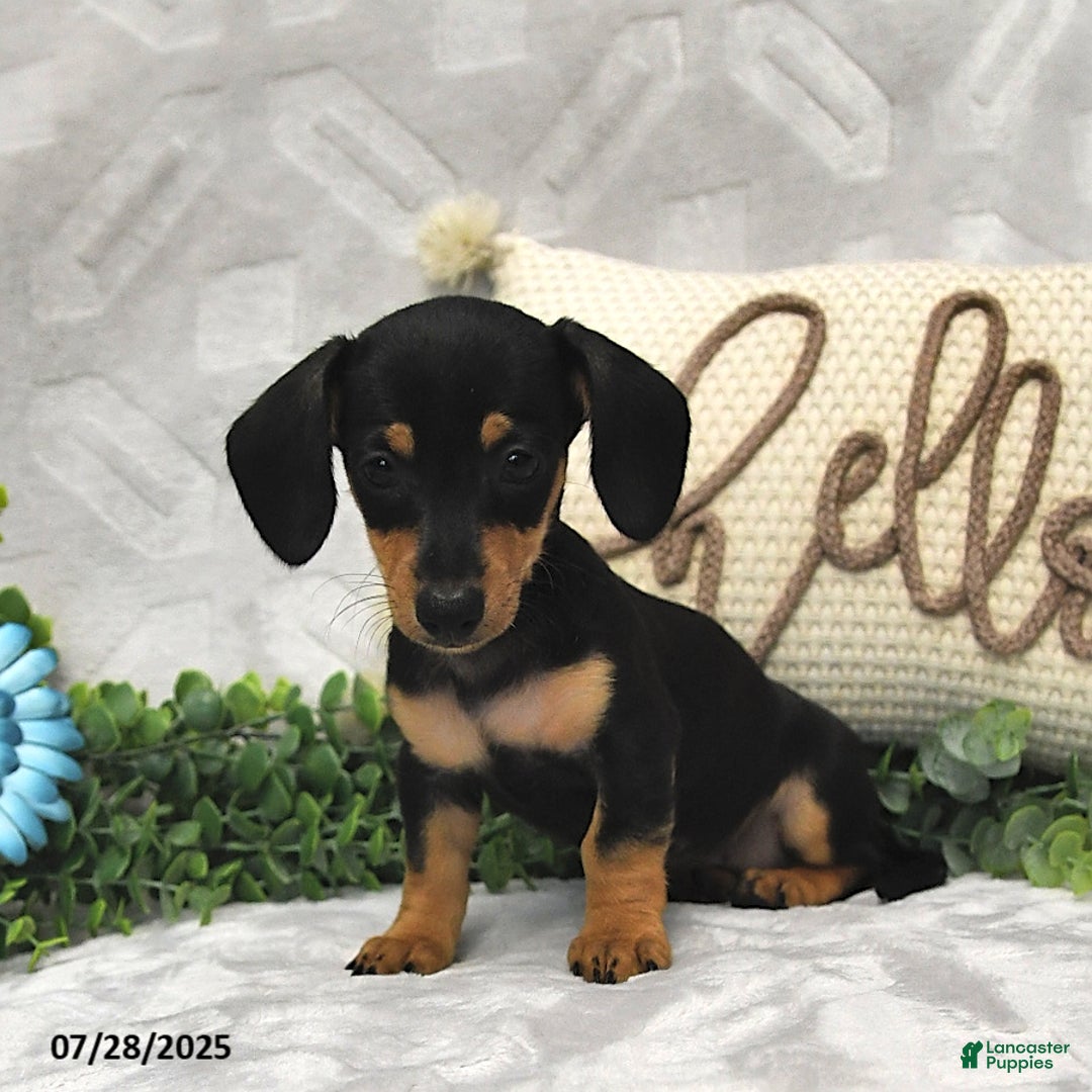 Miniature Dachshund dogs for sale: Dori - Image 1