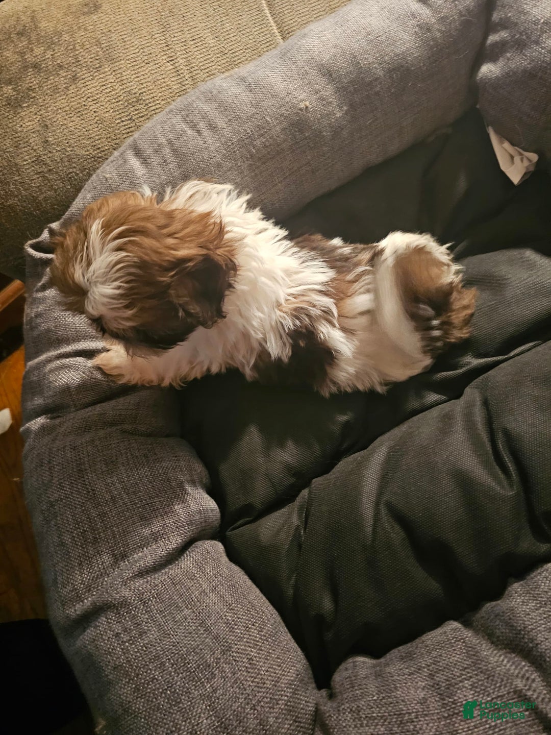 Shih Tzu dogs for sale: Not Named - Image 4