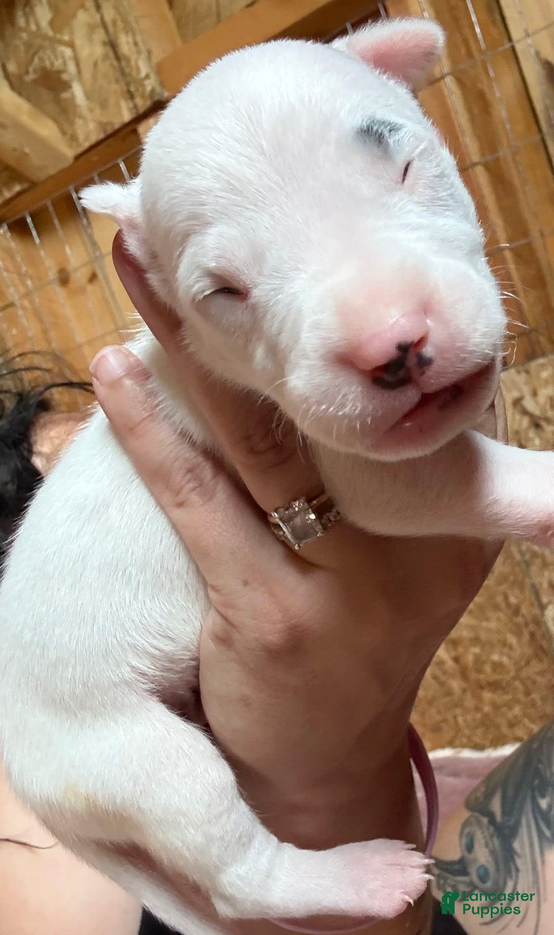 Dogo Argentino dogs for sale: M4 - Image 7