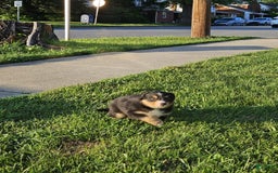 Australian Shepherd dogs for sale: Australian Shepherd 4 puppies - Image 15