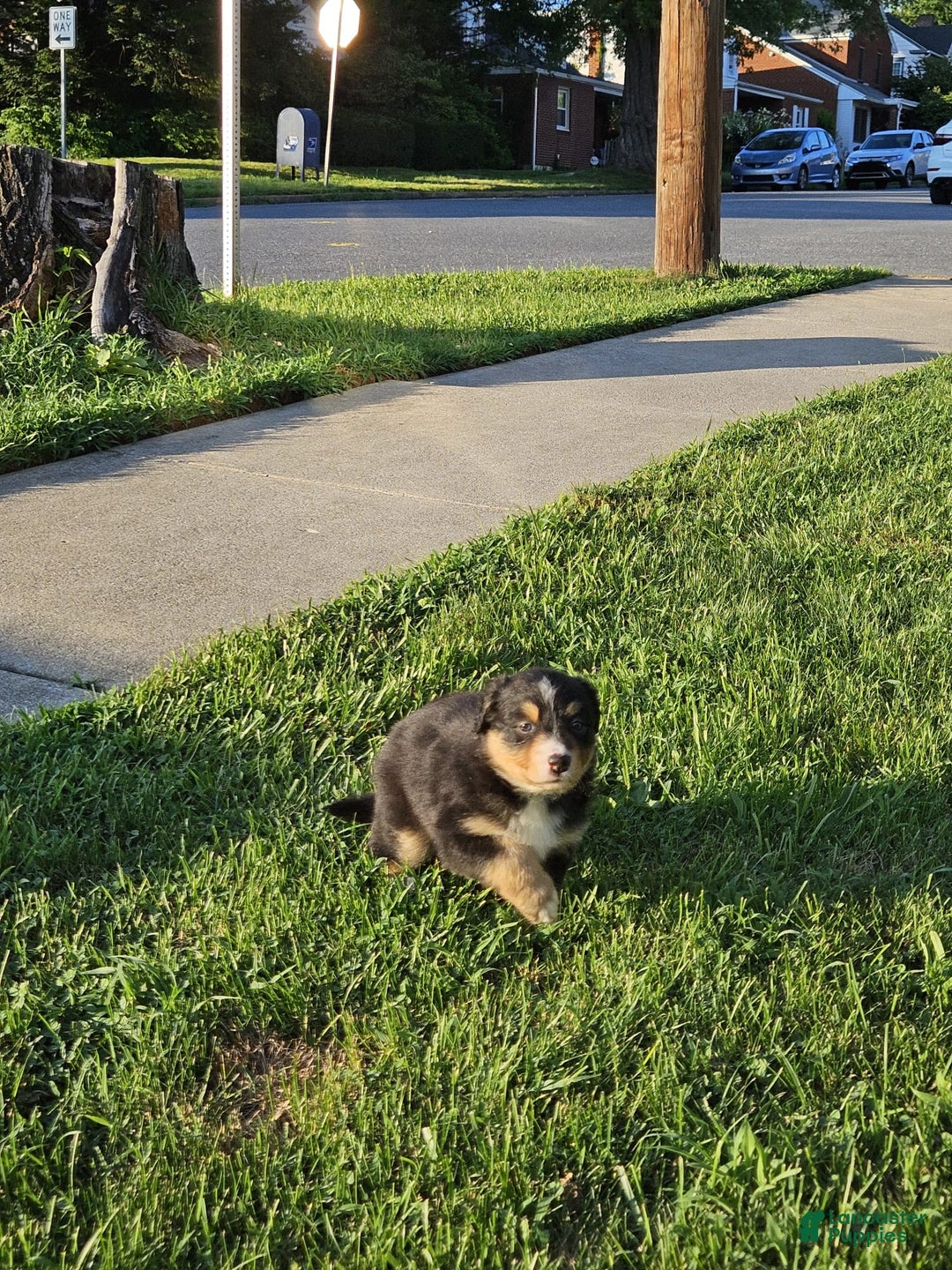 Australian Shepherd dogs for sale: Australian Shepherd 4 puppies - Image 15