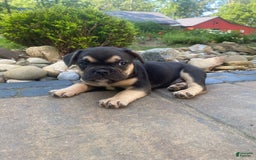 French Bulldog dogs for sale: Roscoe - Image 4