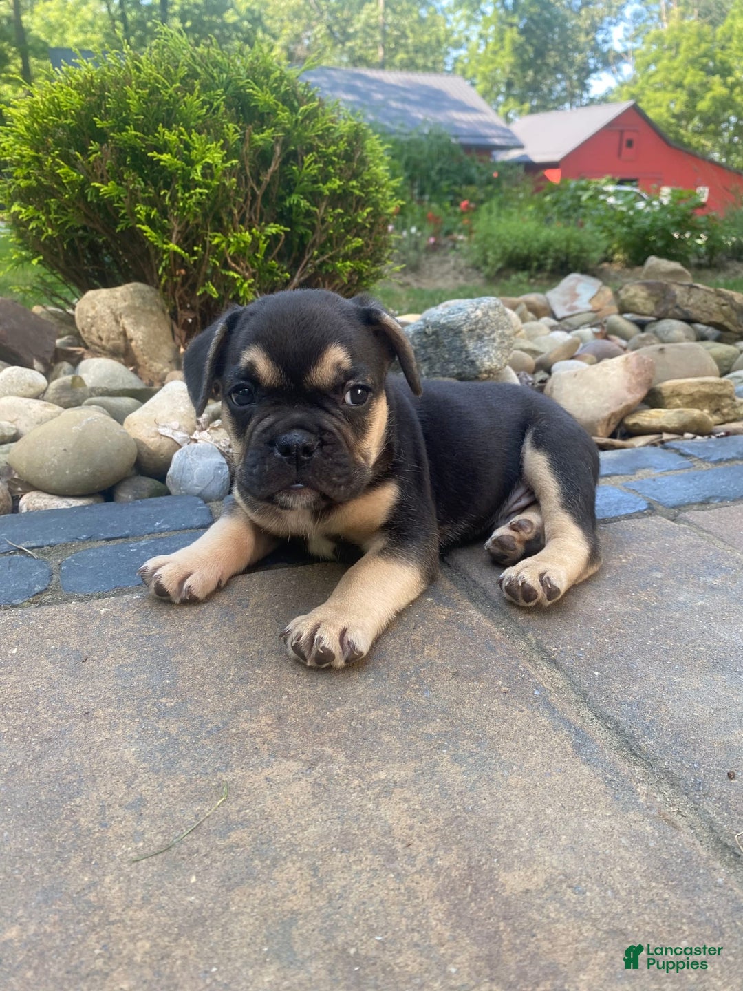 French Bulldog dogs for sale: Roscoe - Image 4