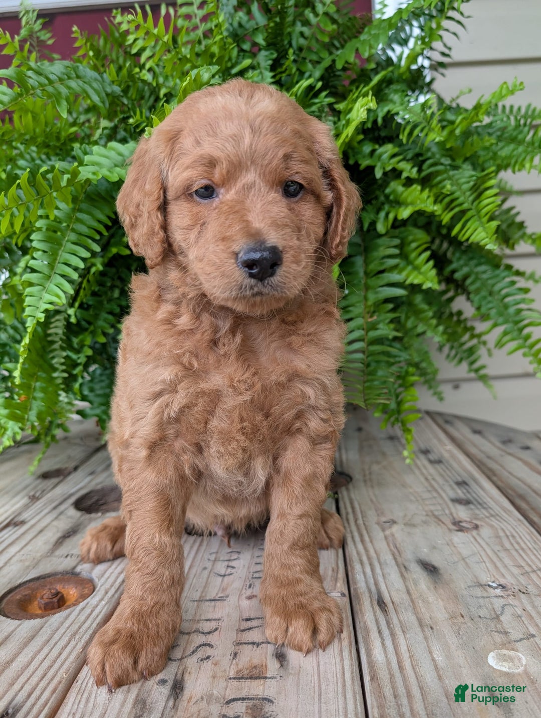 Goldendoodle dogs for sale: Reed - Image 13