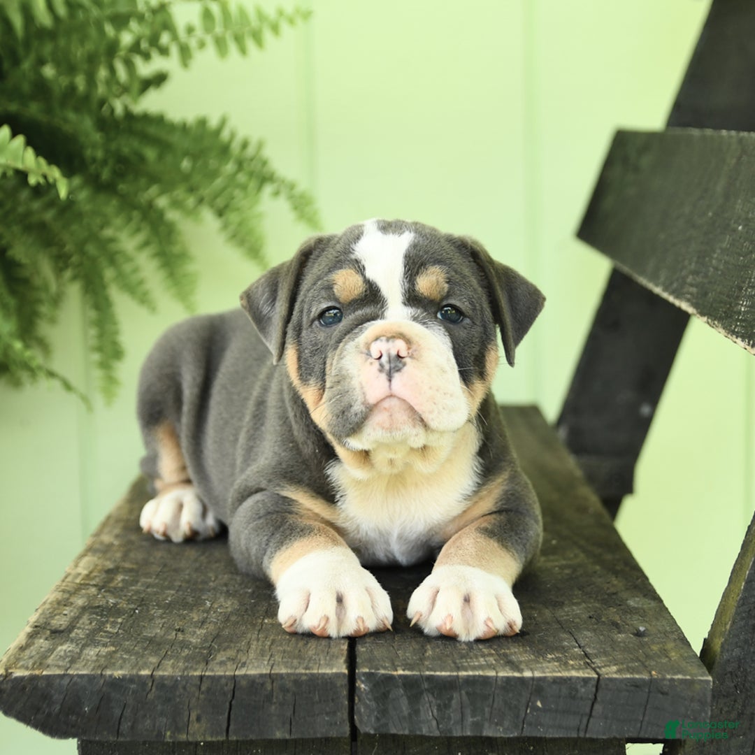 Olde English Bulldogge dogs for sale: Candy - Image 9