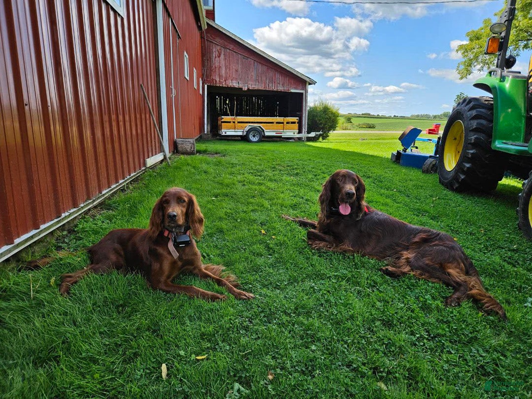 Irish Setter dogs for sale: Rover - Image 3