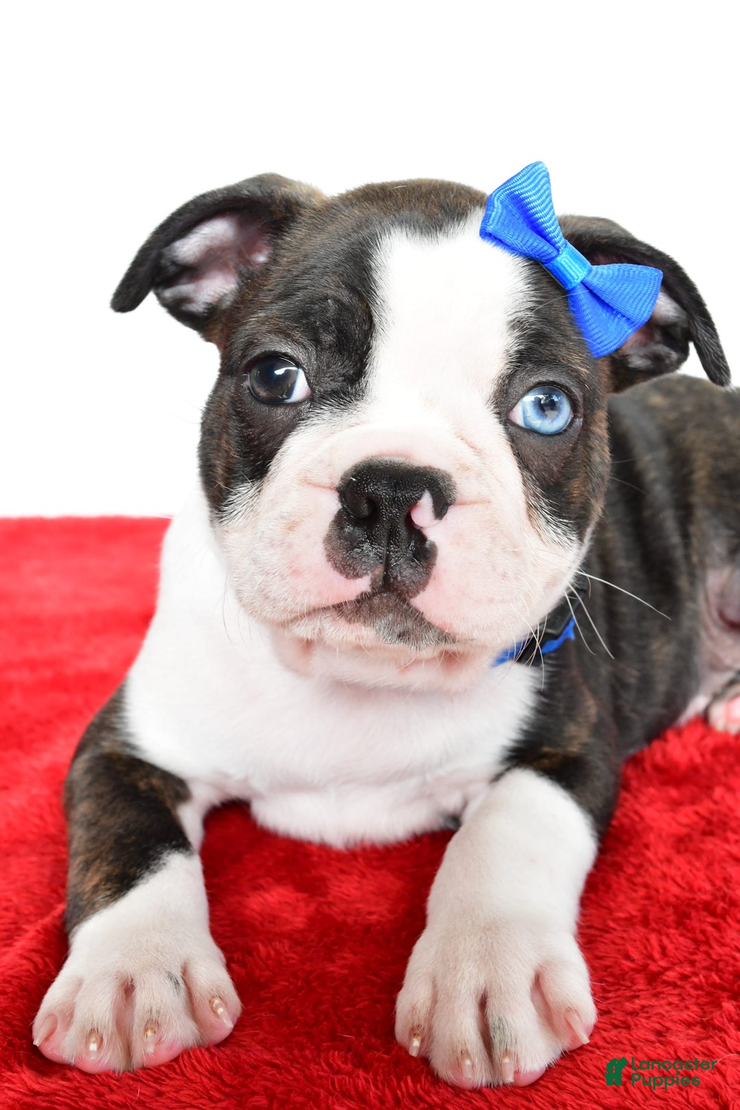 Frenchton dogs for sale: Boomer - Image 2