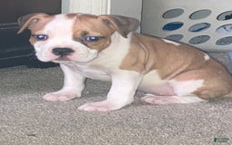 American Bully dogs for sale: Buffy - Image 5