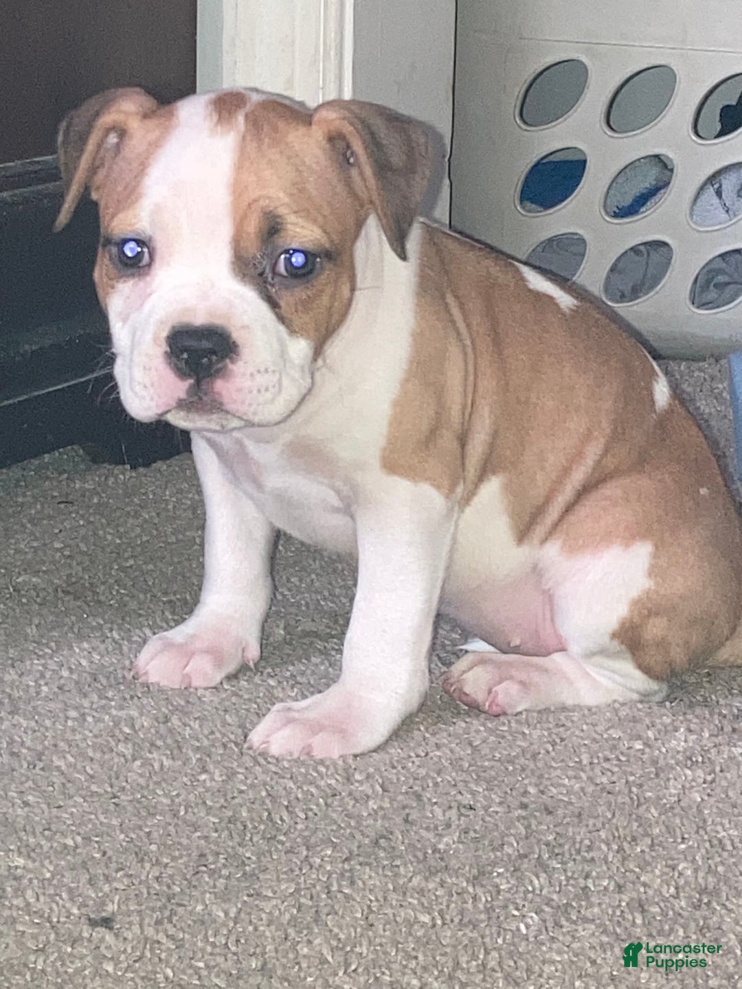American Bully dogs for sale: Buffy - Image 5