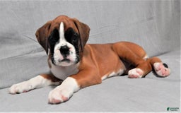 Boxer dogs for sale: Cindy - Image 3